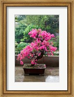 Spring Blossoms cover Bonsai, The Chi Lin Buddhist Nunnery, Hong Kong, China Fine Art Print