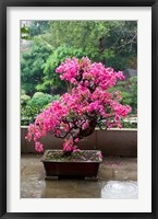 Spring Blossoms cover Bonsai, The Chi Lin Buddhist Nunnery, Hong Kong, China Fine Art Print