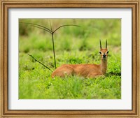 Steenbok buck, Mkuze Game Reserve, South Africa Fine Art Print