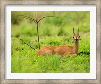 Steenbok buck, Mkuze Game Reserve, South Africa Fine Art Print