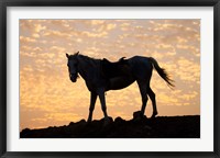 Sunrise and Silhouette of Horse and rider on the Giza Plateau, Cairo, Egypt Fine Art Print
