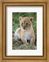 Tanzania, Serengeti National Park, African lion Fine Art Print
