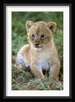 Tanzania, Serengeti National Park, African lion Fine Art Print