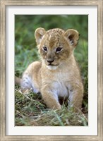 Tanzania, Serengeti National Park, African lion Fine Art Print