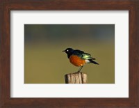 Superb Starling bird, Lake Nakuru National Park, Kenya Fine Art Print