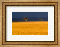 Tall grass, Umbrella Thorn Acacia, Masai Mara, Kenya Fine Art Print
