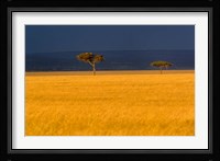 Tall grass, Umbrella Thorn Acacia, Masai Mara, Kenya Fine Art Print