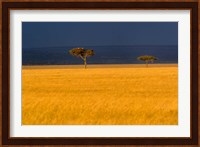 Tall grass, Umbrella Thorn Acacia, Masai Mara, Kenya Fine Art Print