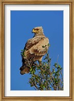 Tawny Eagle, Aquila rapax, Masai Mara Game Reserve, Kenya Fine Art Print