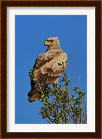 Tawny Eagle, Aquila rapax, Masai Mara Game Reserve, Kenya Fine Art Print
