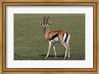 Thomson's Gazelle antelope, Maasai Mara, Kenya Fine Art Print