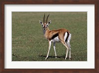Thomson's Gazelle antelope, Maasai Mara, Kenya Fine Art Print