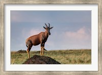 Topi antelope on termite mound, Maasai Mara, Kenya Fine Art Print