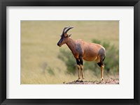 Topi antelope, termite mound, Masai Mara GR, Kenya Fine Art Print