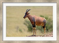 Topi antelope, termite mound, Masai Mara GR, Kenya Fine Art Print