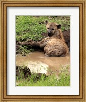 Spotted Hyaena, wildlife, Hluhulwe GR, South Africa Fine Art Print