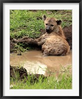 Spotted Hyaena, wildlife, Hluhulwe GR, South Africa Fine Art Print