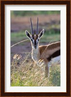 Thomson's Gazelle on the savannah, Maasai Mara National Reserve, Kenya Fine Art Print
