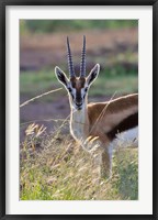 Thomson's Gazelle on the savannah, Maasai Mara National Reserve, Kenya Fine Art Print