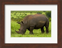 Southern white rhinoceros, Kruger National Park, South Africa Fine Art Print