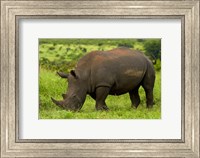 Southern white rhinoceros, Kruger National Park, South Africa Fine Art Print