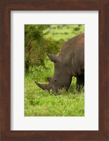Southern white rhinoceros, South Africa Fine Art Print