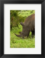 Southern white rhinoceros, South Africa Fine Art Print