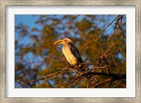 Southern Yellow-billed Hornbill, Hwange NP, Zimbabwe, Africa Fine Art Print