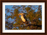 Southern Yellow-billed Hornbill, Hwange NP, Zimbabwe, Africa Fine Art Print