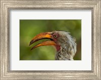 Southern Yellow-billed Hornbill, Kruger National Park, South Africa Fine Art Print
