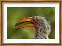 Southern Yellow-billed Hornbill, Kruger National Park, South Africa Fine Art Print