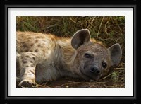 Spotted Jackal resting, Maasai Mara National Reserve, Kenya. Fine Art Print