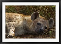 Spotted Jackal resting, Maasai Mara National Reserve, Kenya. Fine Art Print