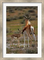 Springbok fawn and mother, Etosha NP, Namibia, Africa. Fine Art Print