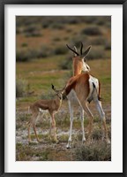 Springbok fawn and mother, Etosha NP, Namibia, Africa. Fine Art Print