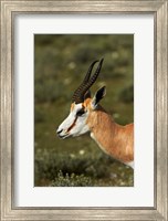 Springbok, Antidorcas marsupialis, Etosha NP, Namibia, Africa. Fine Art Print