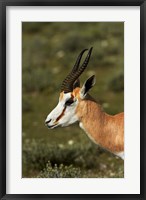 Springbok, Antidorcas marsupialis, Etosha NP, Namibia, Africa. Fine Art Print