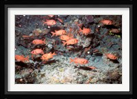 Squirrel Fish, Astove Island, Seychelles, Africa Fine Art Print