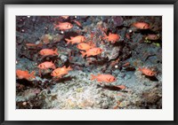 Squirrel Fish, Astove Island, Seychelles, Africa Fine Art Print