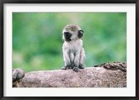 Tanzania, Ngorogoro Crate, Wild vervet monkey baby Fine Art Print