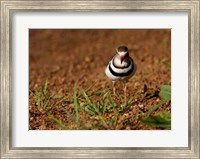Threebanded Plover, Mkuze Game Reserve, South Africa Fine Art Print