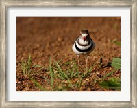 Threebanded Plover, Mkuze Game Reserve, South Africa Fine Art Print