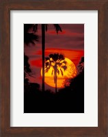 Sunset and Palm, Ngamiland, Okavango Delta, Botswana Fine Art Print