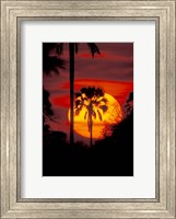 Sunset and Palm, Ngamiland, Okavango Delta, Botswana Fine Art Print