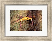 Terrestrial Arboreal Crab, Ankarana Special Reserve, Madagascar Fine Art Print