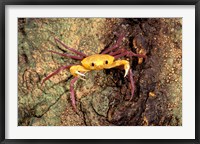 Terrestrial Arboreal Crab, Ankarana Special Reserve, Madagascar Fine Art Print