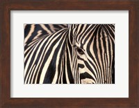 Tight Portrait of Plains Zebra, Khwai River, Moremi Game Reserve, Botswana Fine Art Print
