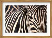 Tight Portrait of Plains Zebra, Khwai River, Moremi Game Reserve, Botswana Fine Art Print
