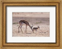 Springbok Mother Helps Newborn, Kalahari Gemsbok National Park, South Africa Fine Art Print