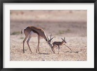 Springbok Mother Helps Newborn, Kalahari Gemsbok National Park, South Africa Fine Art Print